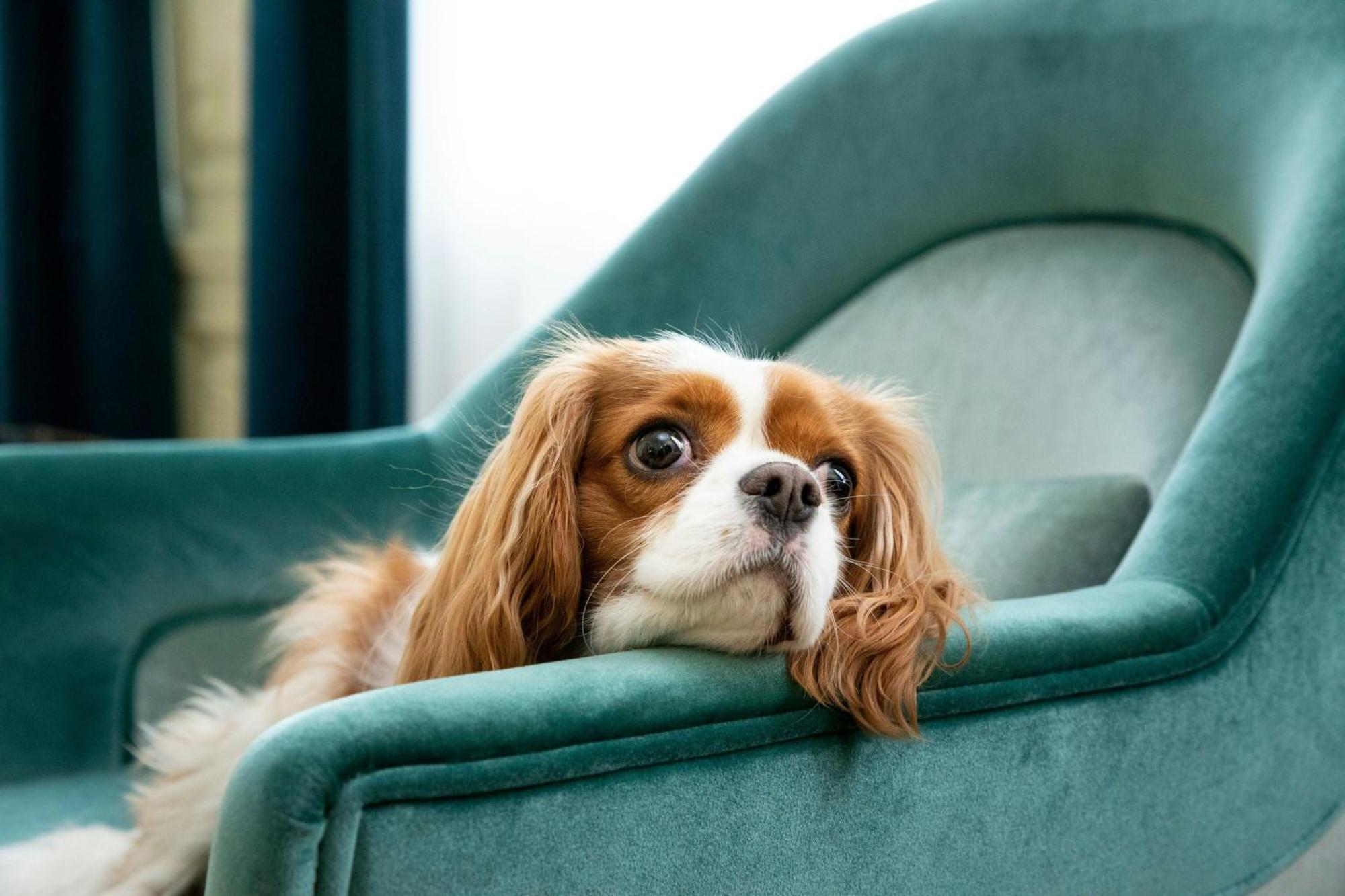 Hotel Sapphire House Antwerp, Autograph Collection Exterior foto Cavalier King Charles Spaniel